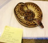 cinnamon petwer 100% het g-stripe male.jpg