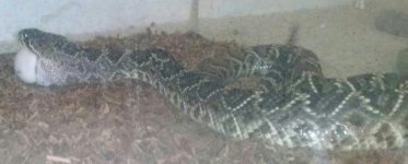 CAM00107-1-1.jpg