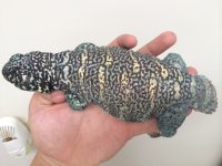 ornate uro sale.jpeg
