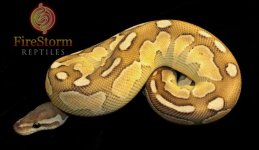 Cinnamon Lesser M 4-w.jpg