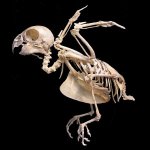 agapornis_skelet.jpg