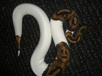 1.0 Pied 850g.jpg