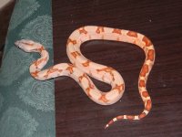 jungle hypo 7.jpg