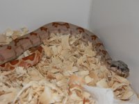 jungle hypo 6.jpg