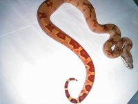 hypo jungle het. anery2.jpg