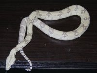 ghost6.jpg