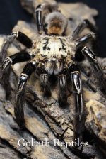 skeleton tarantula.jpg