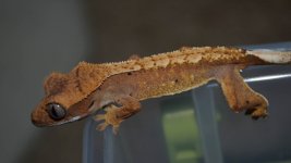 DSC_0582.jpg
