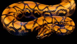 DSC_0238.jpg