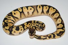pastel calico m 125g 450.jpg