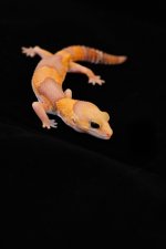 DSC_0242.jpg
