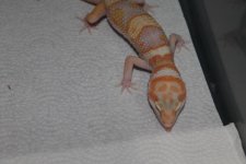 IMG_0554.JPG