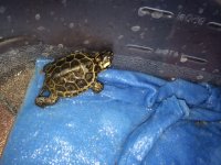 hatchling1b.JPG