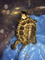 hatchling1a.JPG