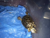 hatchling2a.JPG