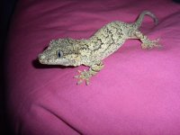 129629_301131_VeryLarge_IxfPX8btg3n8t1r.jpg