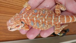 female blue2.jpg