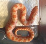 Male Albino Conda 2014.jpg