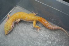 male tremper150.jpg