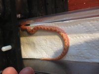 Male Albino conda.jpg