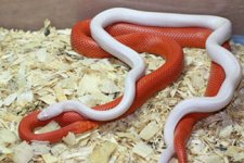 img_5698_fire_stripe_x_opal_blood__1__8__.jpg