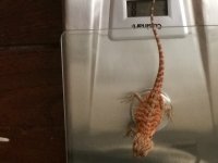 weight 4-25.jpg