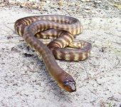 woma.jpg