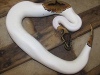 IMG_5237.jpg