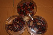 IMG_0772.jpg