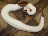 IMG_5231.jpg