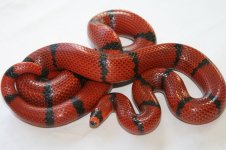 IMG_9892.jpg