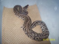 more snakes 001.jpg