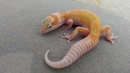 tremper male.jpg