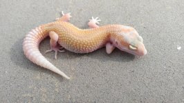 raptor female1.jpg