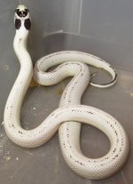 Female  Cal King.jpg