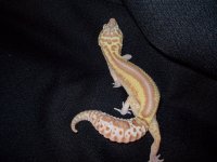 Reptiles (05_30_2014) 021.jpg