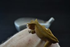 DSC_0368.jpg