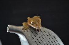 DSC_0382.jpg