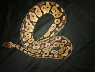 yant pastel het clown (site).jpg