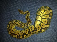 yant pastel het clown (here).jpg
