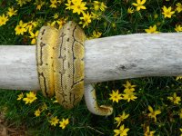 DSCN7003.jpg