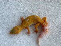 Sunglow x Sunglow het RAPTOR 16g F.jpg