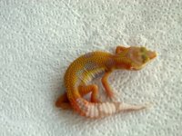 Sunglow x Sunglow het RAPTOR 18g F.jpg