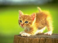 Cat - 010.jpg