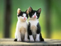 Cat - 100.jpg