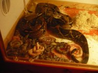 2010 babies 001.jpg