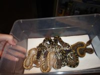 SnakesInaBox.jpeg