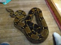 6.5' female 013.JPG