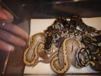 Snakes2.jpeg