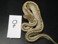 Snakes3.jpeg